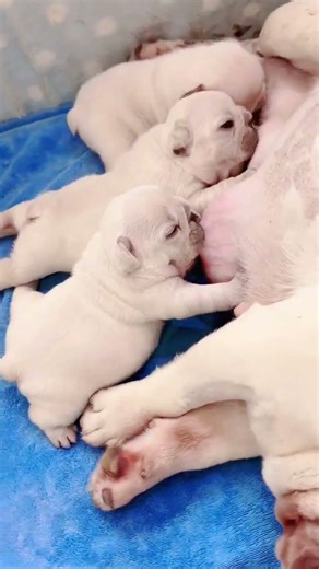 The image features a litter of newborn French Bulldog puppies nursing from their#shortvideo