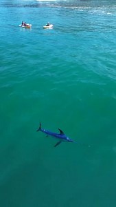 A RARE sighting in La Jolla, San Diego! A broadbill swordfish was swimming off the coast right by our tour guide Danielle! 🗡️🐟 These guys can swim up to 50 mph and reach up to 15 ft long! Come hop on a winter kayak tour with us and see some rare animals 👀 #sandiego #everydaycalifornia #lajolla #shark #swordfish | Everyday California