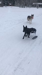 3.6K views · 488 reactions | "Dexter LOVES his Walkin' Wheels. His sudden injury left us heartbroken. My active, happy boy couldn't sprint down the trail or enjoy his usual after work swim in the river. Walkin' Wheels gave him his life back and he can once again join our family hikes, runs, and cross country ski adventures. Watch out squirrels!"  殺 | Walkin' Pets | Facebook