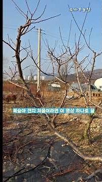 복숭아 전지 처음이라면 이 영상 하나로 끝....복숭아 전지법
