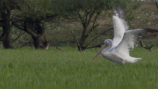 Early morning footage of wetland birds in the wild