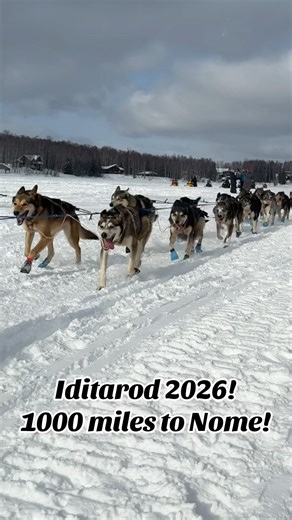 Iditarod Sled Dog Race 2026 is underway! 1000 miles to Nome!