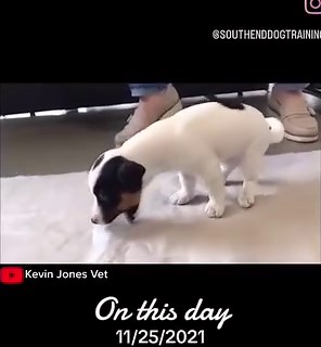 True then and true now ! Assume anything laying around your puppy will pickup and understand small things are very much a choking hazard to puppies who are learning about the world. #dogs #viral | Southend Dog Training