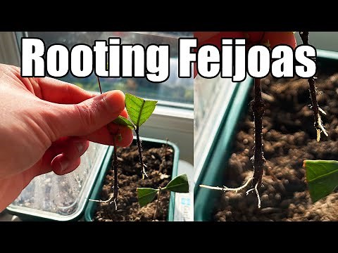 Rooting Pineapple Guavas / Feijoas - Full Process With Results