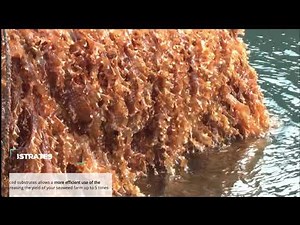 AtSeaNova: innovating seaweed farming all over the world