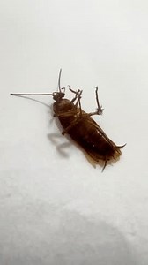 clip-3582431807-cockroaches-almosh-died-insecticide-poison-white-background