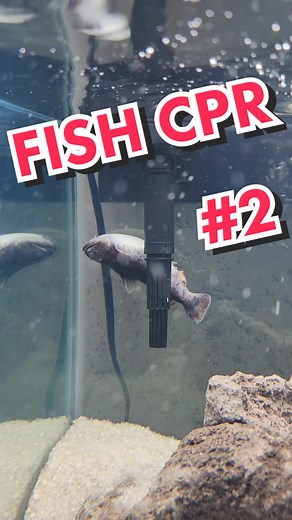 Fish CPR - Saving Gulper Catfish
