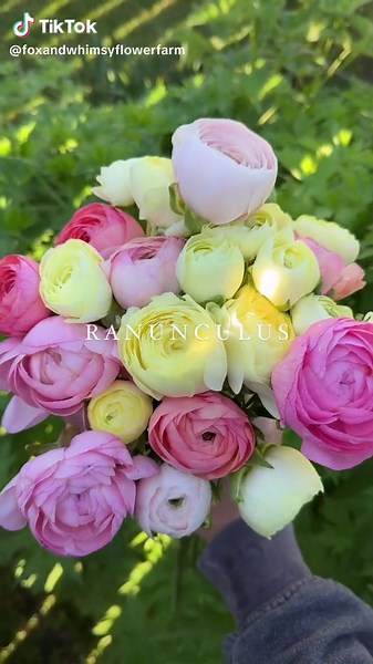 My fav spring blooms 🫶 Varieties Pictured: RANUNCULUS: Elegance Crema, Cloni Hanoi, Elegance Pastello YARROW: Summer Pastels TULIPS: Mango Charm, Mount Tacoma ANEMONE: Carmel White NARCISSUS: Delnashaugh ICELAND POPPY: Sherbet Meadows #flowerfarm #springflowers #farmerflorist #reddeer #cutflowers How to grow flowers Cut flower gardening Flower farmer