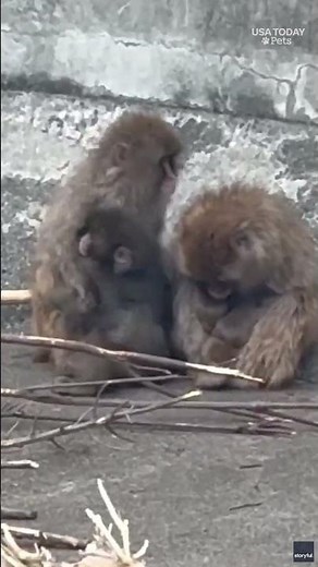 Punch hitches a ride. See his sweet interaction with another monkey.