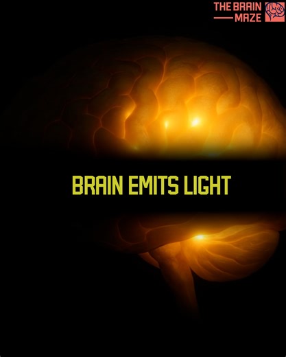 29K views · 458 reactions | Can the human brain emit light? And could that light reveal our thoughts or health? A new study featured in Science Alert explores the discovery of ultraweak photon emissions from the brain and what they might mean for future science. Is this the start of photo-based brain scanning? Watch to uncover the light hidden deep inside us. | The Brain Maze | Facebook