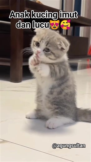 Anak kucing lucu dan imut 😻🥰 ( Cute kitten 🥰 😻) #catlovers #cutecats #videoreels #catfriendly #jangkauanglobal | Agung Sultan