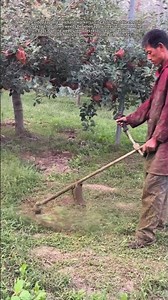 Mowing Orchard Ground: How Mechanical Weeding Benefits Apple‑Tree Growth