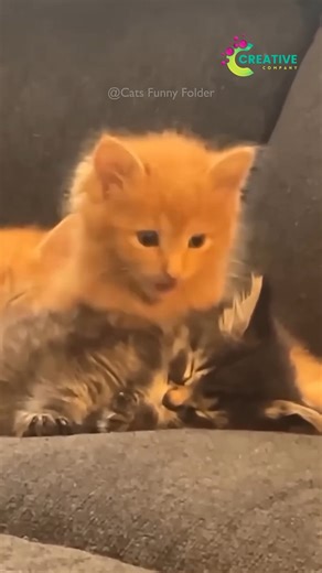 250K views · 4.1K reactions | She snuggles into my hoodie. | Creative Company | Facebook