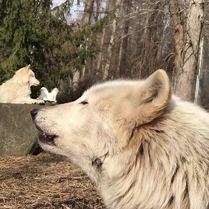 224K views · 33K reactions | Be inspired by their howls. #StandForWolves | Wolf Conservation Center | Facebook