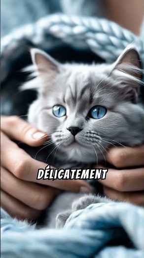 Astuce rapide : Comment calmer un chat stressé