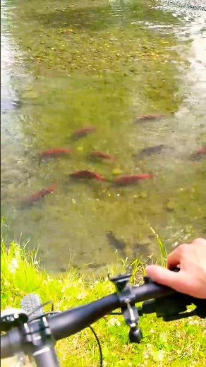 Alaskan #salmon #Spawn #alaska #fishing