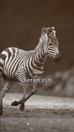 Current events in a zoo