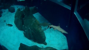 306K views · 3K reactions | Acompanhe os primeiros momentos do casal de tubarões galha-branca Arthur e Carol no Grande Tanque Oceânico. Os dois estavam no tanque de tubarões de porte pequeno, mas cresceram e agora já estão espertos para morar com a Margarida, Sharon e outros peixões. Que orgulho! Quer conhecê-los de perto? Garanta já seu lugar em aquario.rio/ingressos #AquarioMarinhoDoRio #Tubarões #GalhaBranca | Aquário Marinho do Rio de Janeiro | Facebook