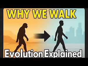 Why We Walk the Way We Do – Human Walking Evolution Explained