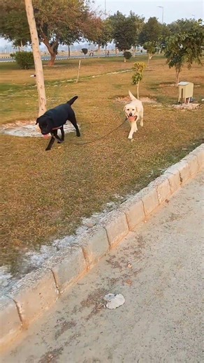 Nickname to Leo and snow in coments i will pin it. #labrador