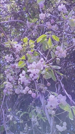 アケビの花