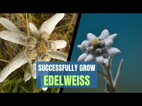 Growing Edelweiss: How to Successfully Grow Edelweiss Flowers
