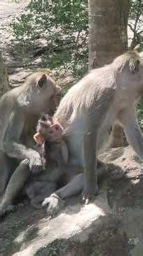 Very nice baby monkey