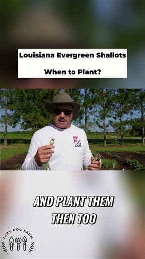 Louisiana Evergreen Shallots - When to Plant?