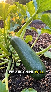 Hand Pollinating Zucchini #diy #garden #hack #viral #reel #reels #fblifestyle #garden #gardening #plants #flowers #gardenlife #gardeninspiration #gardendesign #nature #gardenlove #mygarden | GardenGrow