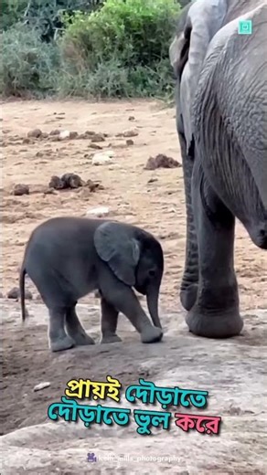 Why Baby Elephants Play With Their Trunks? 🐘 #animalfacts #shorts