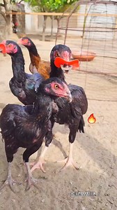 17K views · 281 reactions | Top Quality Aseel Chicks #Aseel #cheema_aseel #foryoupage #aseellovers #viralreels #trendingreels #aseelmurga #aseelfighter #MianwaliAseel #reelsfb #rooster #murga #tiktok2024 #tiktok #chicks #birds #birdlovers #chickens #AseelFarm | Cheema Aseel | Facebook
