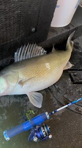 We look forward to February as it's when we start our migration to Lake Winnipeg to start our 4 day fishing trip weekends but we might be a few weeks late this year as the giant egg wagon Lake Oahe Walleyes are showing up! (Fish released - caught on 5/8oz PK Ridge Glider - Firetiger color) PKLure.com | PK Lures