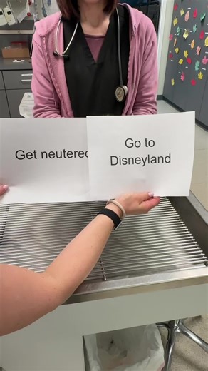 Funny Cat Neuter Transformation: Before and After