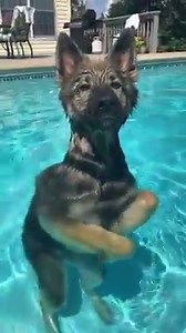 2.8M views · 14K reactions | German shepherd takes a dip in pool ‍♂️ | Animals Doing Things | Facebook