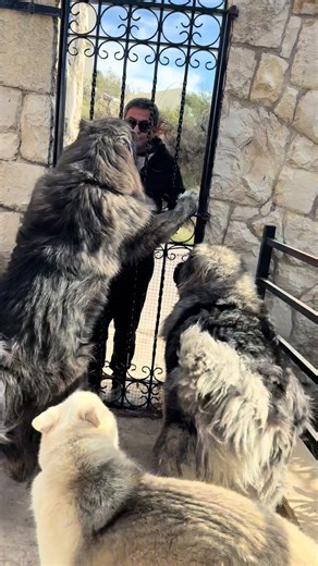 Caucasian Dogs: Meet Herkules & Hulk