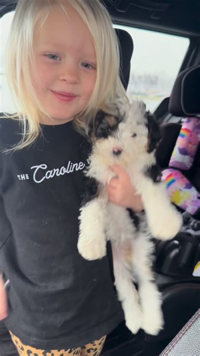 Elsa is stronger than ever and Tori was a big part of her getting to this point. Lots of bottle feeding and special care. #miniberendoodlepuppy | Doodles Elite