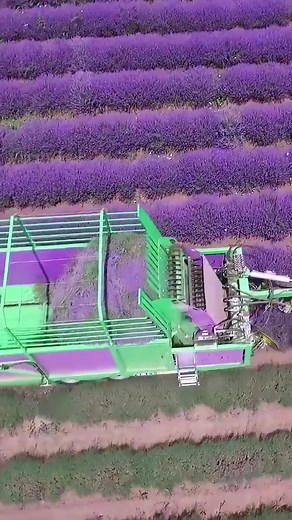 Soothing Lavender Farming at Purple Moon Lavender Farm
