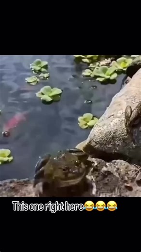 Exploring the Aggressive Bite of Bullfrogs