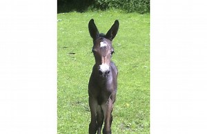 Is this the cutest foal of all time? - Horse & Hound