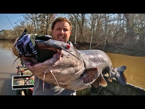 Shallow River Fishing: Catching Hickory Shad & a HUGE Blue Catfish