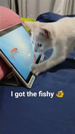 My Cat Thinks This Fish is Real… 😭🐟 | Pudding susu Reaction