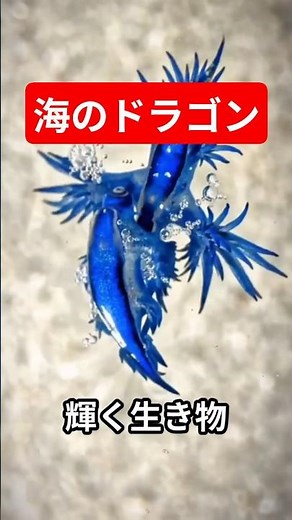 海の小さなドラゴン「アオミノウミウシ」#感動 #雑学 #癒やし #自然 #youtubeショート #アオノウミウシ #動物 #animals