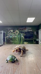 Live Turtle vs Robot Turtle! 🐢 🤖 #otistheturtle #famouspets #funnyanimals #animalrescue #robots #gardenstatetortoise #boxturtle #easternboxturtle #turtlesofinstagram #turtle #reptilerescue #animalfacts #reptileeducation #animaleducation #animalfun #youtuber | Garden State Tortoise
