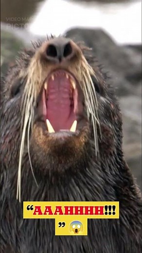 "Goat Screams Like a Human... AGAIN! 🐐📢😂"