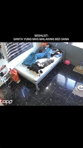 Cat Bath Fails: Hilarious Moments from Cats of TikTok