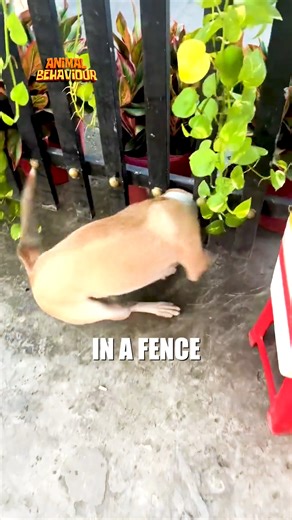 455K views · 6.2K reactions | Kind Human Rescues Dog Stuck in Fence #DogRescue #AnimalRescue #HeroicAct #KindnessMatters #PetSafety #HeartwarmingStory #GoodDeeds #CommunityHeroes #DogLovers #RescueMission | Animals Behavior | Facebook