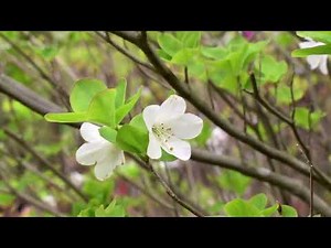 愛子様の御印 シロヤシオツツジ（別名ゴヨウツツジ）20230414