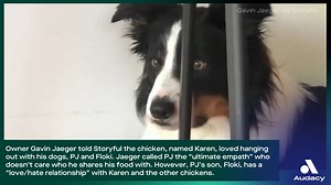 28K views · 168 shares | This dog Floki has a "love/hate relationship" with the family's pet chicken, Karen. | Audacy | Facebook