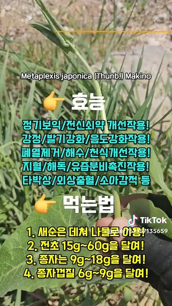 모두의 건강 초! 라마 박주가리 효과와 효능