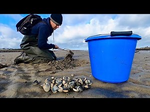 Coastal Foraging Giant Cockle Clams - Delicious Cockles in White Wine Sauce! Catch , Purge , Eat